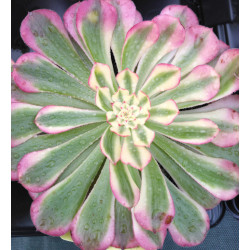 Aeonium Garnet white