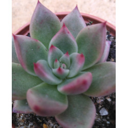 Echeveria agavoides Beauty