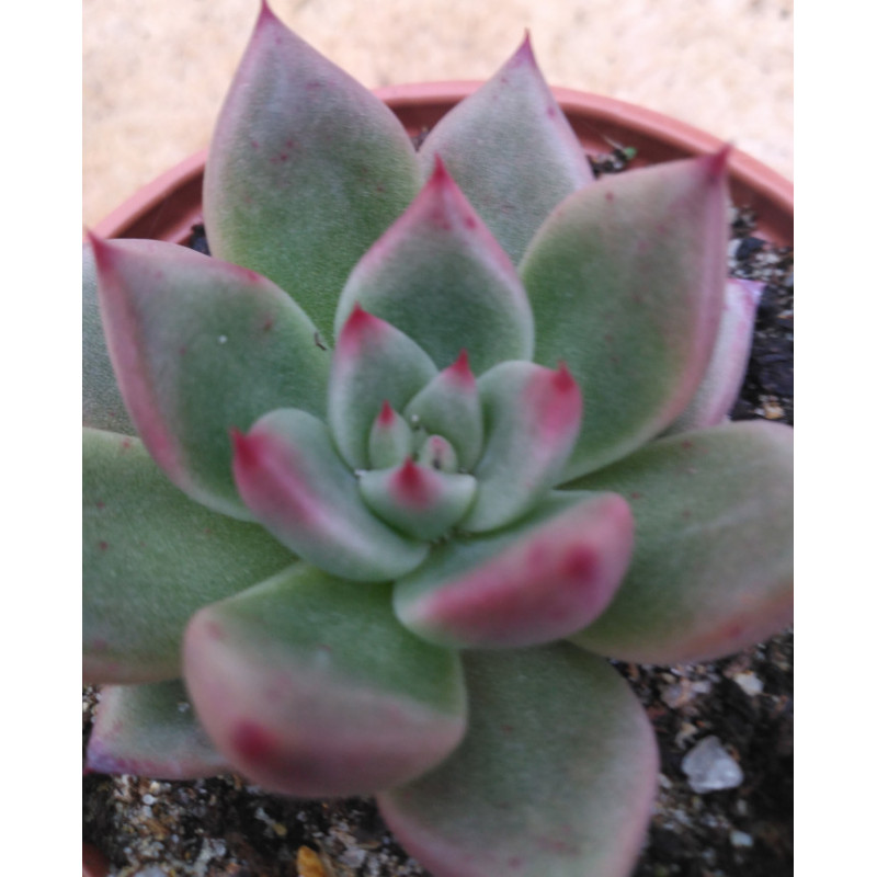 Echeveria agavoides Beauty