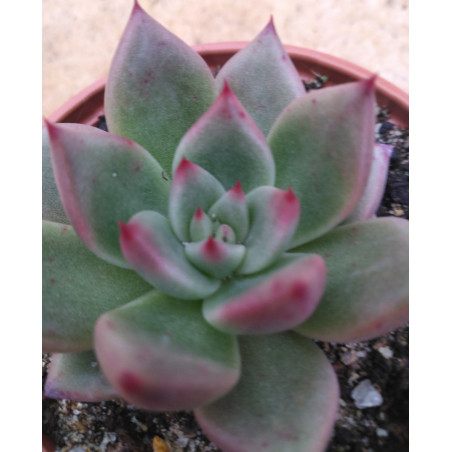 Echeveria agavoides Beauty