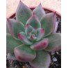 Echeveria Beauty