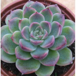 Echeveria Velvet