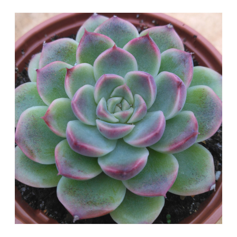 Echeveria Velvet