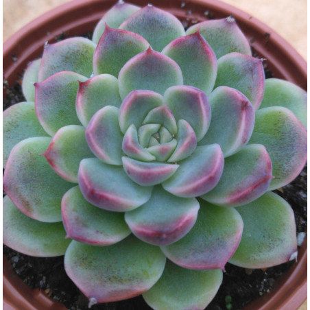 Echeveria Velvet