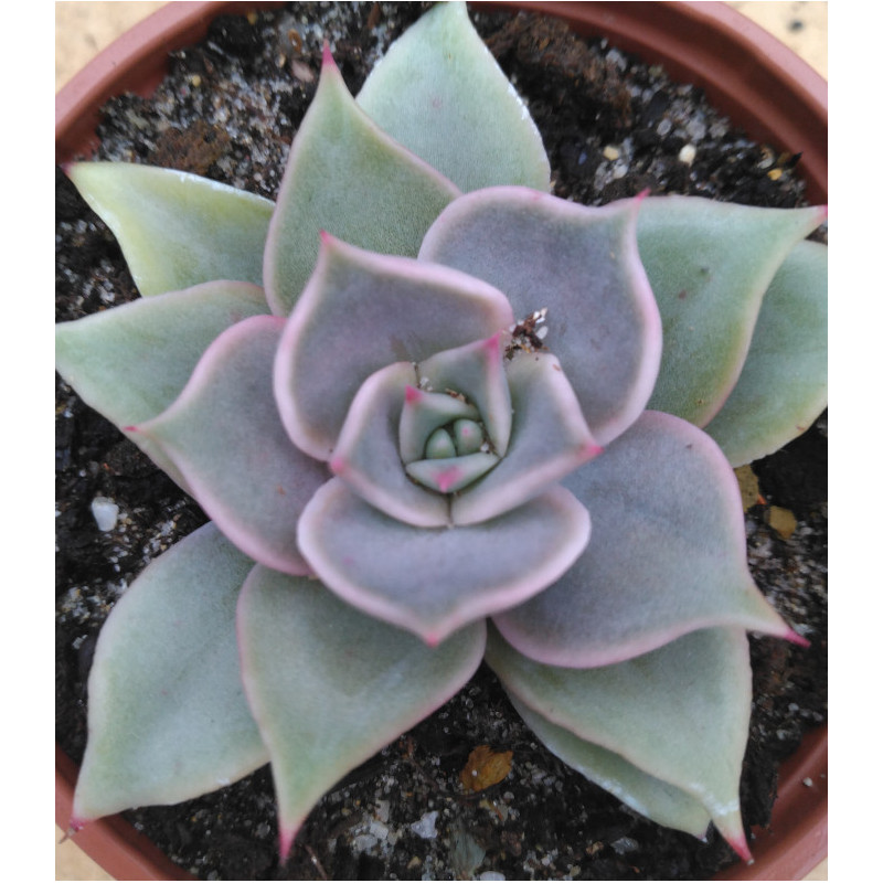 Echeveria Madiba