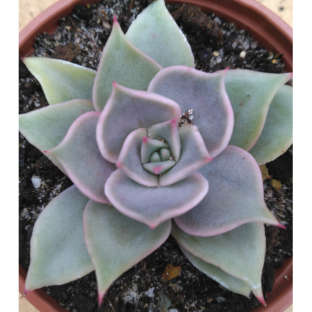Echeveria Madiba