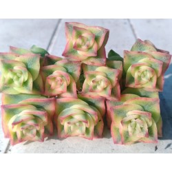 Crassula perforata variegata