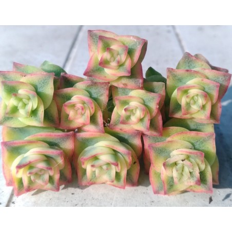 Crassula perforata variegata