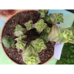 Crassula perforata variegata