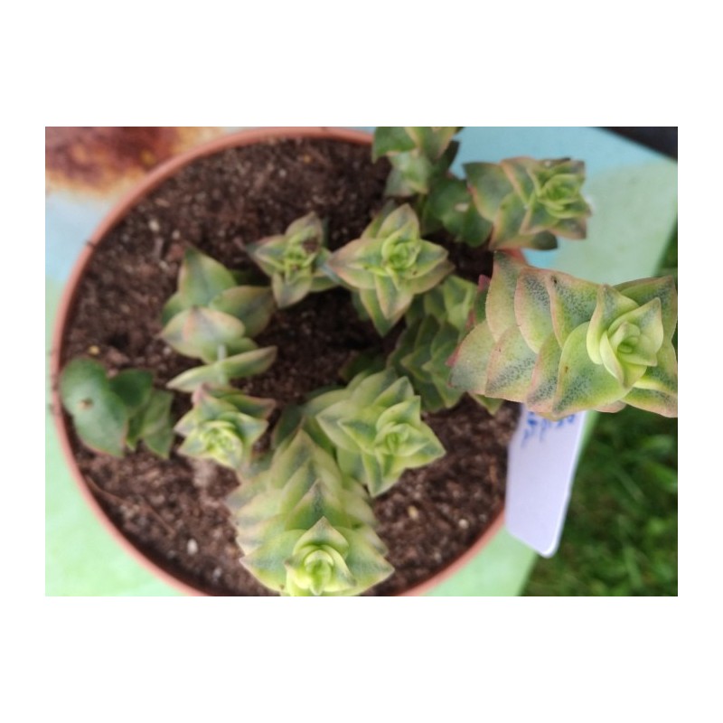 Crassula perforata variegata