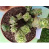 Crassula perforata variegata