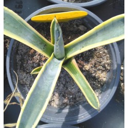 Agave americana variegata