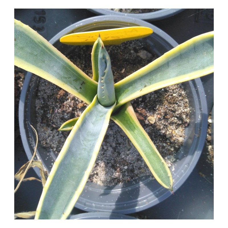Agave americana variegata