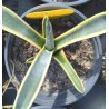 Agave americana variegata