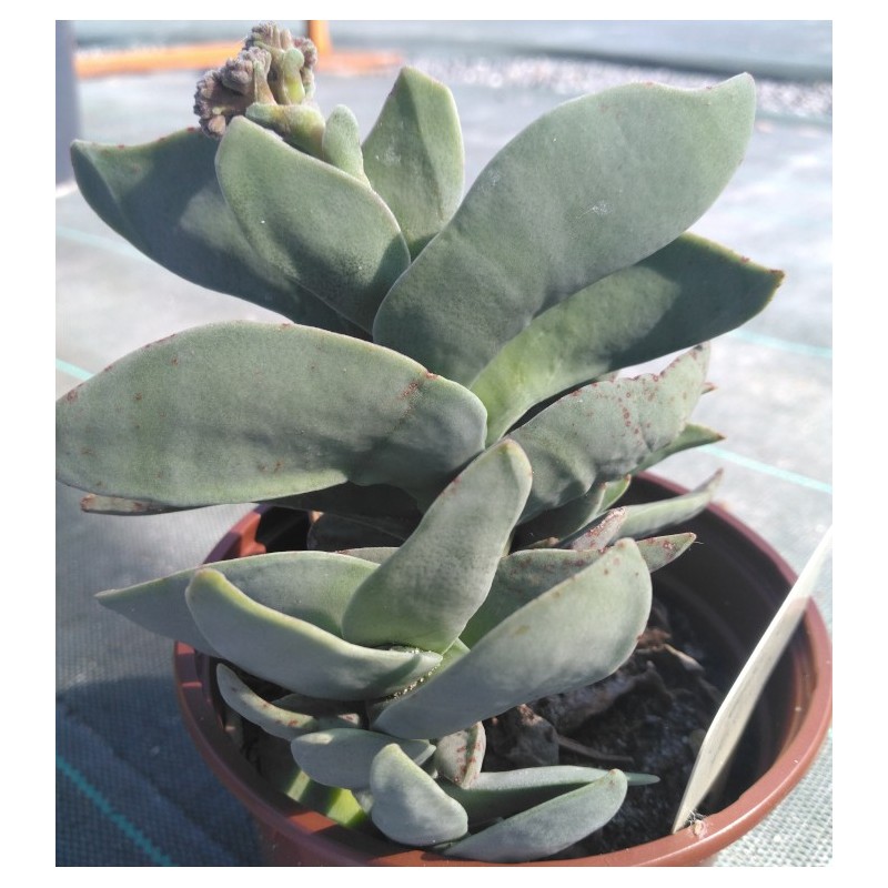 Crassula falcata