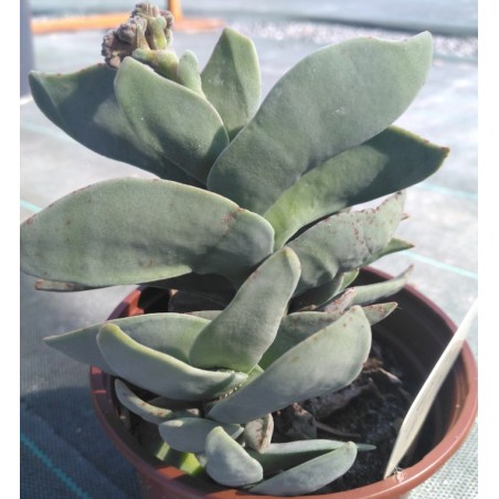 Crassula falcata