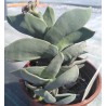 Crassula falcata