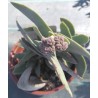 Crassula falcata