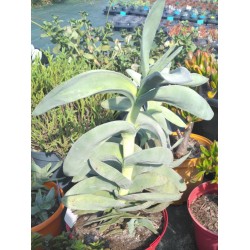Crassula falcata