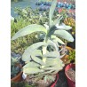 Crassula falcata