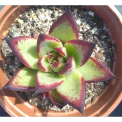 Echeveria agavoides Ebony
