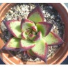 Echeveria agavoides Ebony