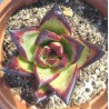 Echeveria agavoides Ebony