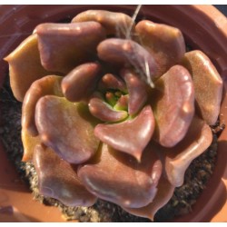 Echeveria Superbowl