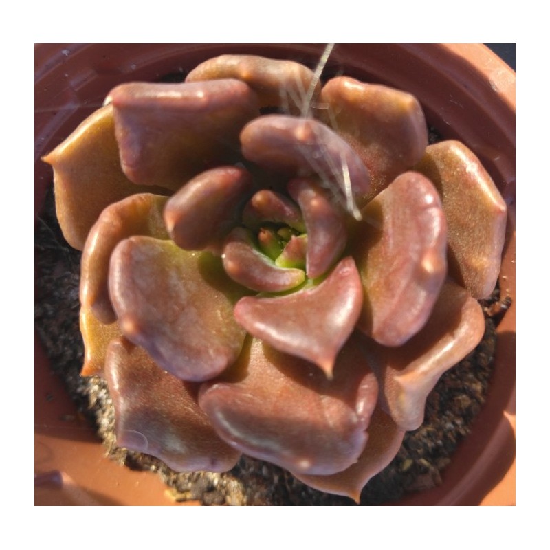 Echeveria Superbowl