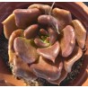 Echeveria Superbowl