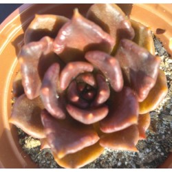 Echeveria Superbowl