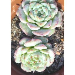 Echeveria Amethyst