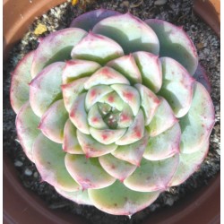 Echeveria Amethyst