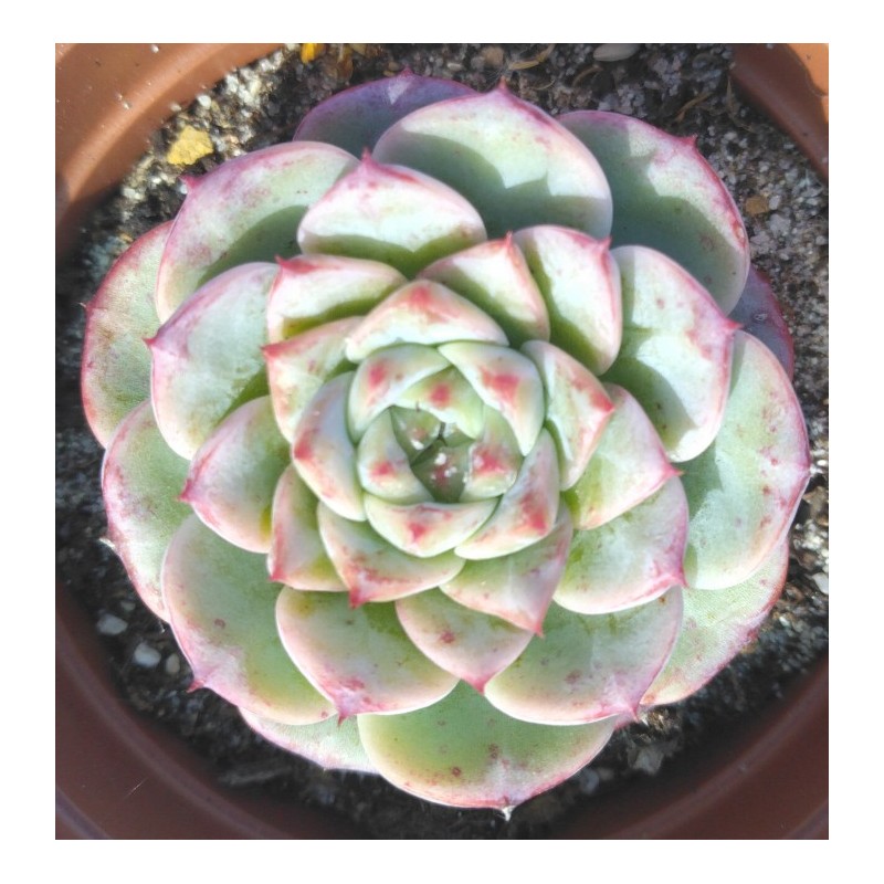 Echeveria Amethyst