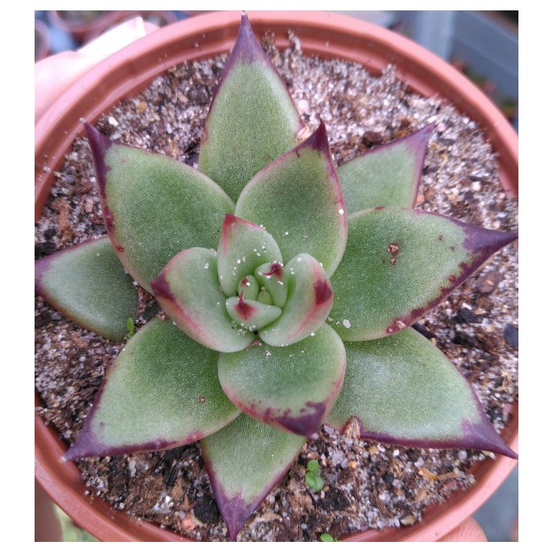 Echeveria agavoides Ebony