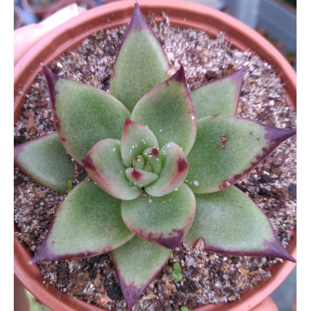 Echeveria agavoides Ebony