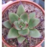 Echeveria agavoides Ebony