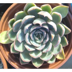 Echeveria Ileen