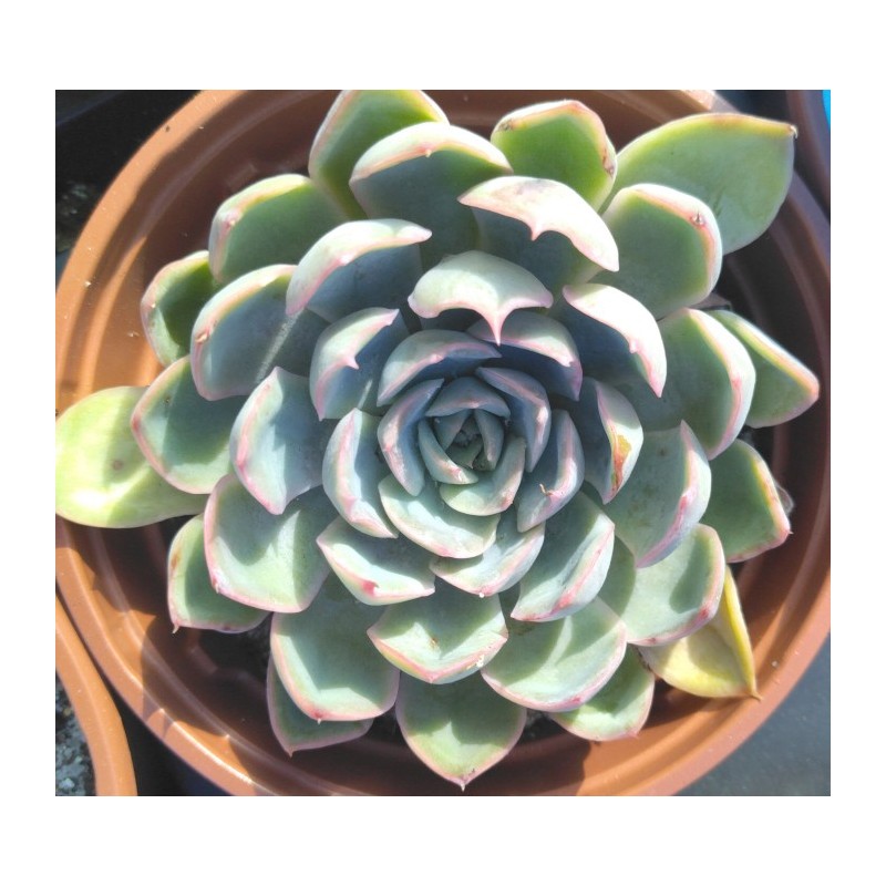 Echeveria Ileen