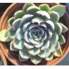 Echeveria Ileen