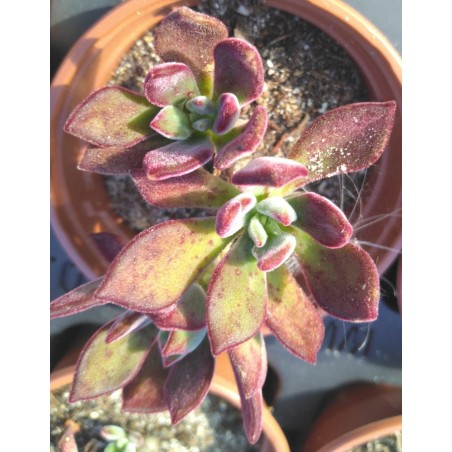 Echeveria pulvinata Devotion