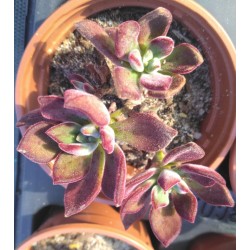 Echeveria pulvinata Devotion