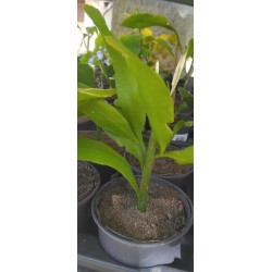 Epiphyllum oxypetalum