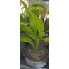 Epiphyllum oxypetalum