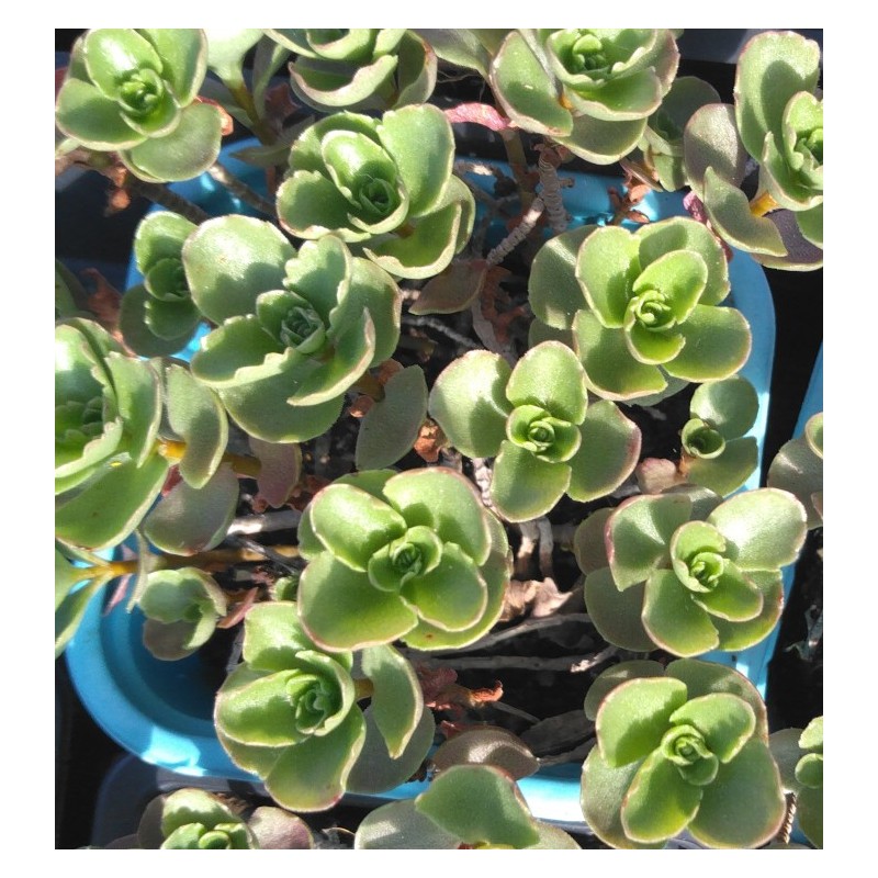 Sedum spurium