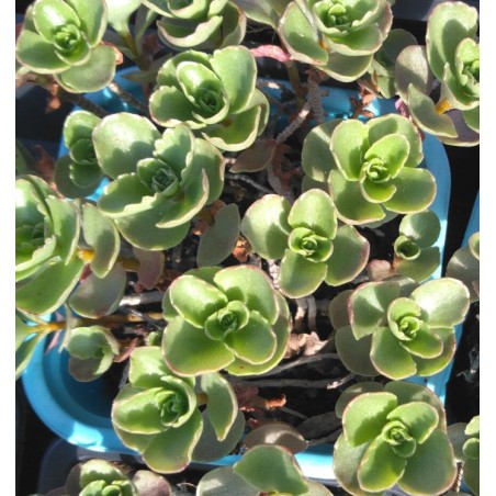 Sedum spurium