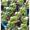 Sedum spurium