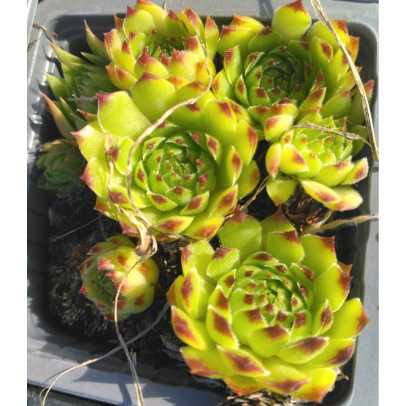 Sempervivum Apple
