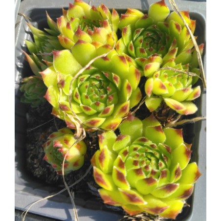 Sempervivum Apple
