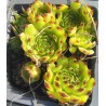 Sempervivum Apple